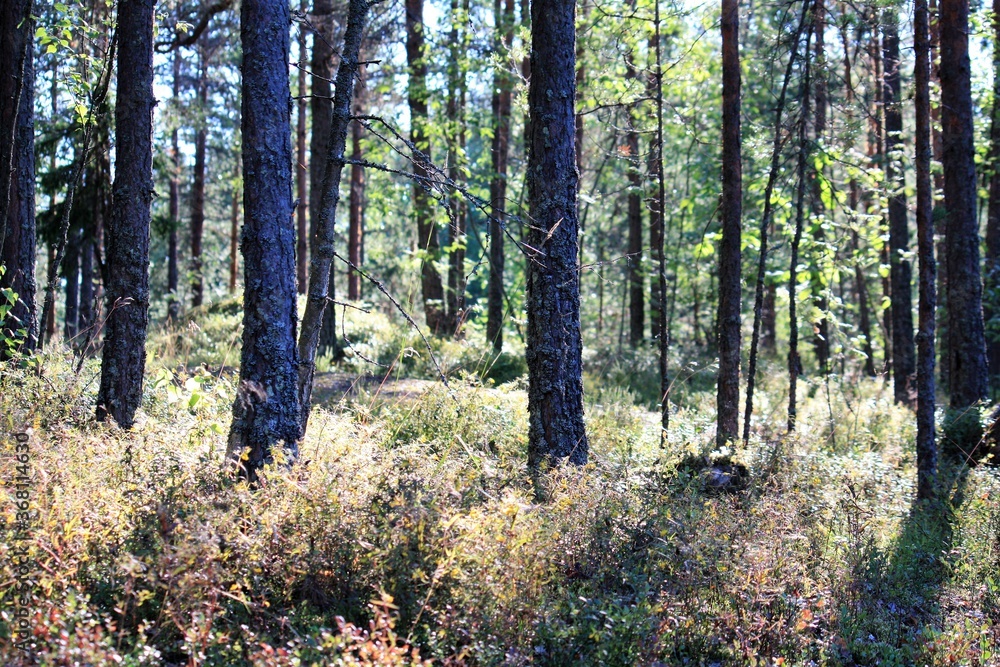 Fototapeta premium forest in the morning