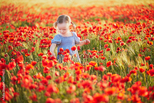 Adorable toddler girl in blue dress walking in the field of blooming poppies © Ekaterina Pokrovsky