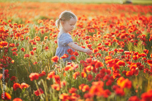 Tableau sur toile Adorable toddler girl in blue dress walking in the field of blooming poppies