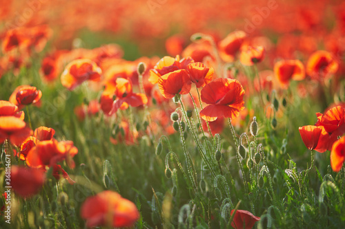 Fototapeta Naklejka Na Ścianę i Meble -  Beautiful field of red blooming poppies