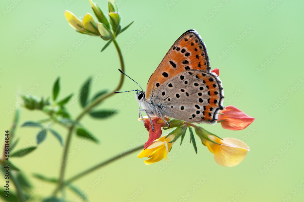 Obraz premium Lycaena virgaureae butterfly collects nectar on a field flower on a summer day in a forest glade