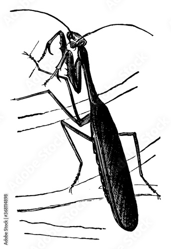 Carolina Mantis, vintage illustration. photo