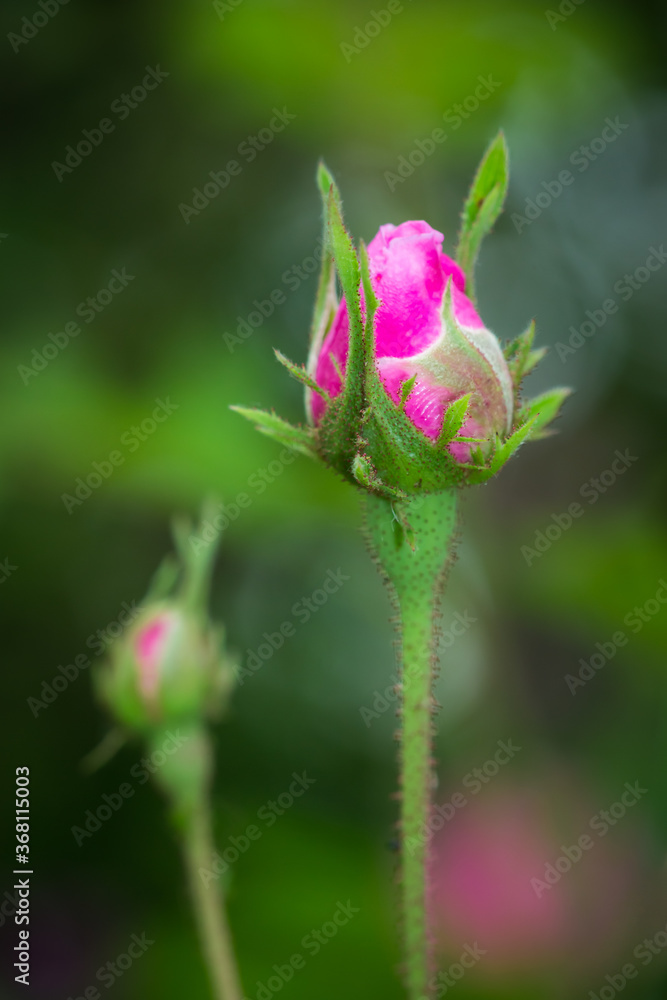A rose going to bloom in an abandonde garden. A rose going to bloom in an abandonde garden.