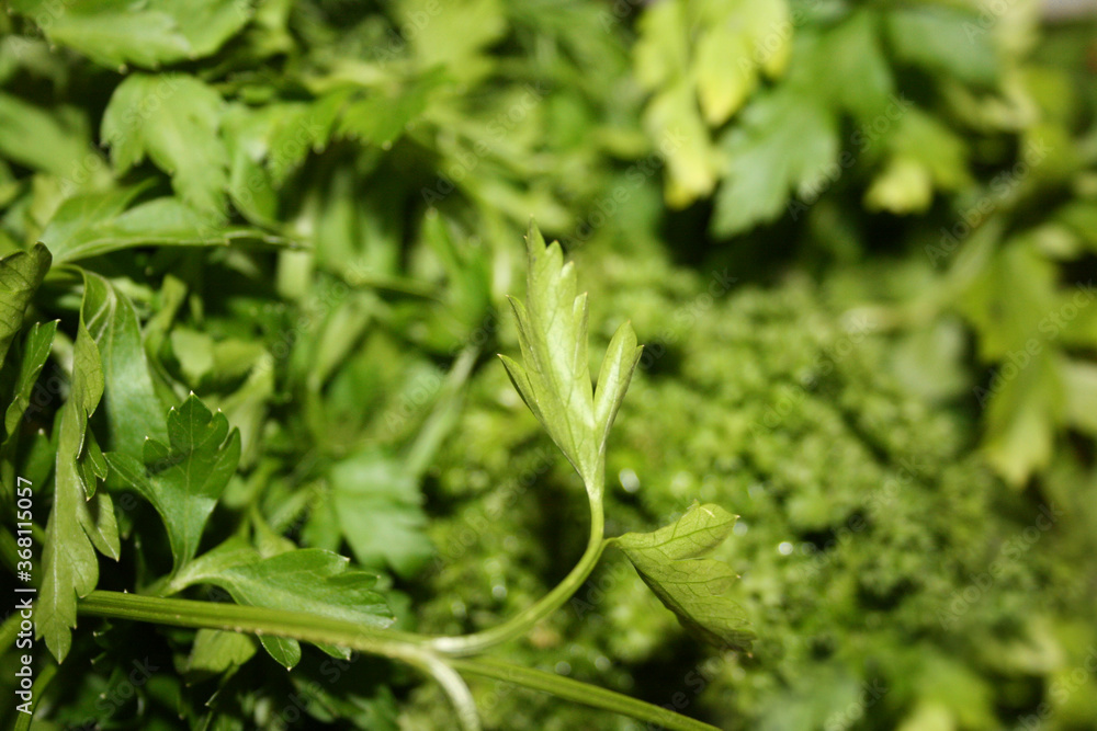 parsley leaves with blurred green background parsley leaves with blurred green background
