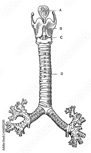 Trachea, vintage illustration.