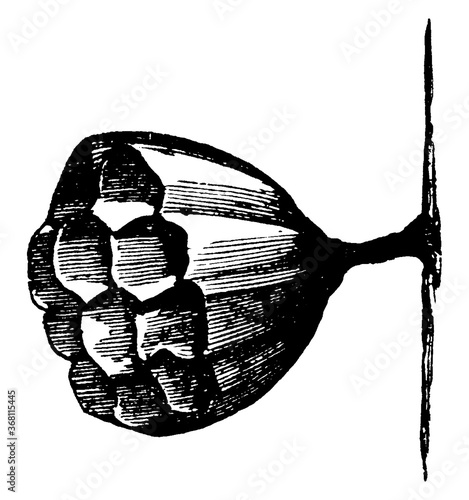 Wasp Nest, vintage illustration.