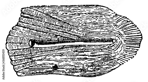 Scale or Odax linealus, vintage illustration. photo