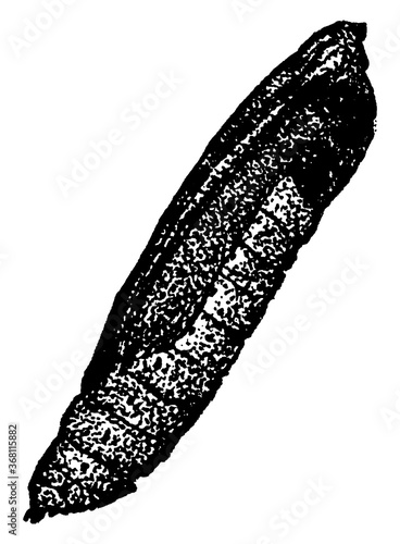 Webworm or Loxostege similalis, vintage illustration. photo