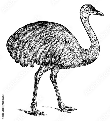 Ostrich, vintage illustration.