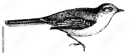 Wagtail, vintage illustration.