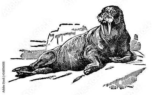 Walrus, vintage illustration.