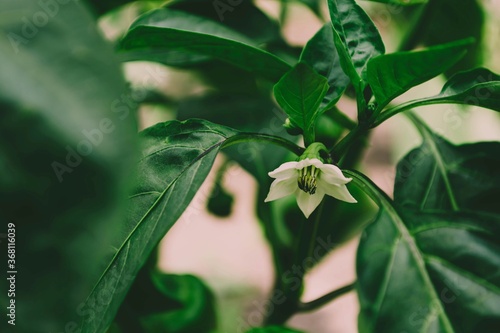Blooming sweet pepper in the greenhouse.
