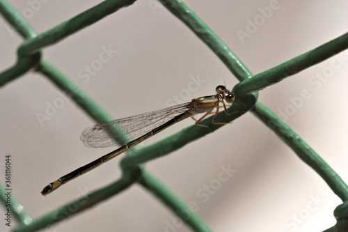 Close-up of a female of the Iberian blue-tailed (Ischnura graellsii) a species of zygoptera odonate of the family Coenagrionidae on a fence photo