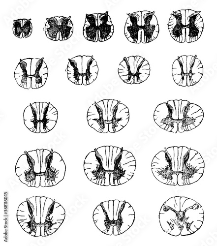 Transverse Sections of Spinal Cord, vintage illustration.