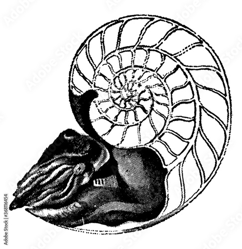 Pearly Nautilus, vintage illustration.