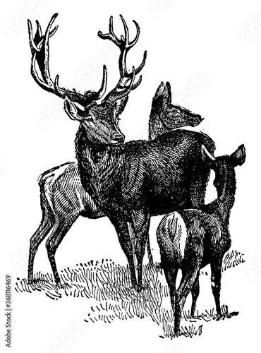 Stag or Red Deer, vintage illustration.