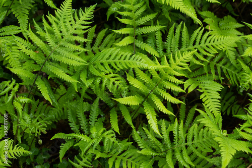 Lush and green ferns in boreal forest of Estonia, Northern Europe. 