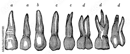 Upper Jaw Teeth, vintage illustration.