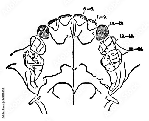 First Teeth, vintage illustration. photo