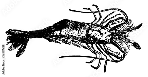 Shrimp or Crangon, vintage illustration.