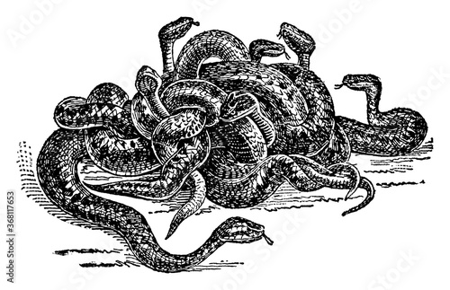 Common Vipers, vintage illustration.