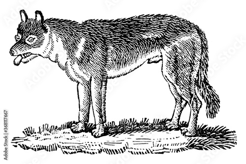 Wolf, vintage illustration.