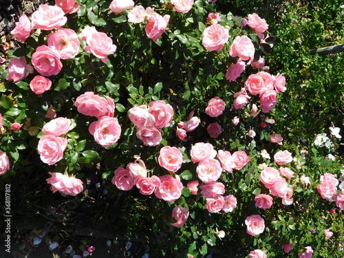 Fototapeta Naklejka Na Ścianę i Meble -  pink and white flowers