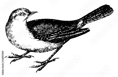 Wagtail, vintage illustration.