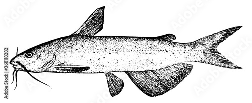 Salmon Fish, vintage illustration.