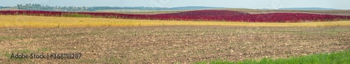 panoramic view of arable agricultural lands and red amaranth strip under blue...