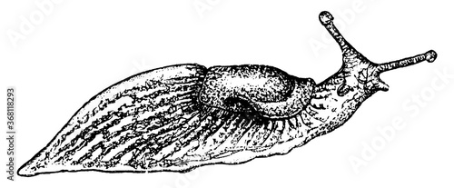 Slug, vintage illustration.
