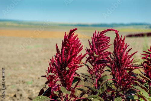 amaranth - a beautiful flower, a separately growing plant