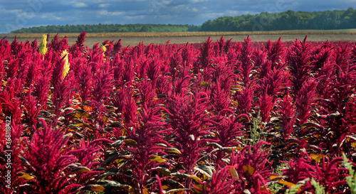 amaranth red and yellow plants on background of distant green forest under cl...