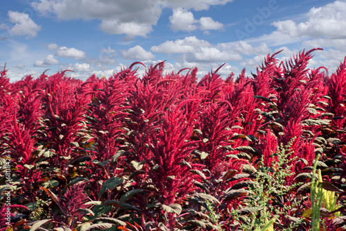 amaranth plants field with cloudy blue sky, agriculture