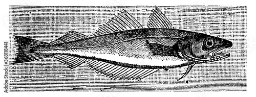 Whiting, vintage illustration.
