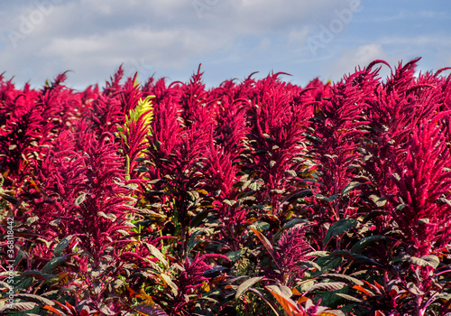 amaranth plants field red and yellow plants with cloudy sky