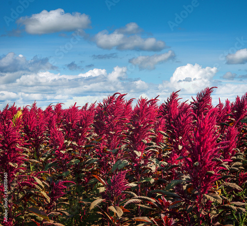 amaranth - a beautiful red color, a field under a blue sky with clouds