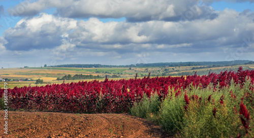 red amaranth plant field on agriculture background, earth under cloudy blue s...