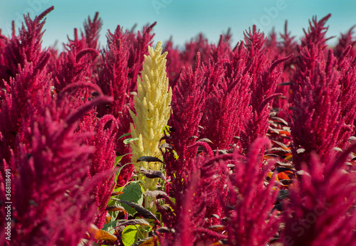 beautiful red amaranth flower and one yellow in a field