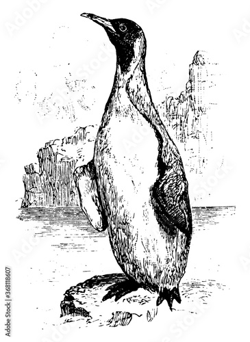 Penguin, vintage illustration.