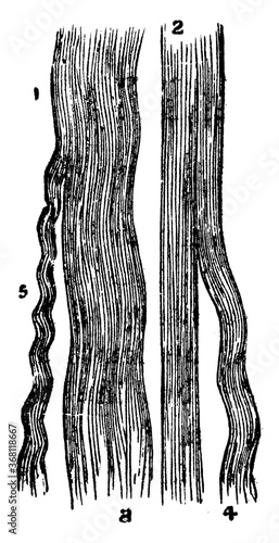 Connective Tissue, vintage illustration.