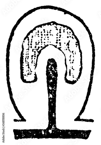 Sporosae, vintage illustration.