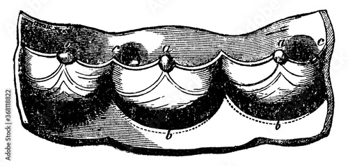 Semilunar Valves, vintage illustration.