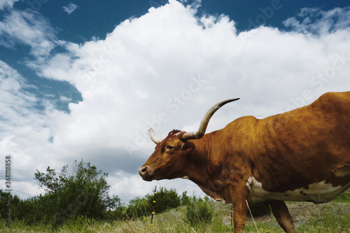 Texas longhorn cow in the field during summer with clouds in sky background.