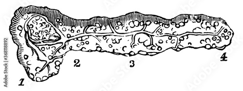 Pancreas, vintage illustration.