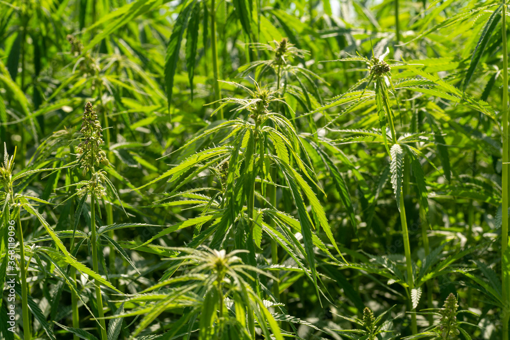 canabis on marijuana field farm sativa weed hemp hash plantation panorama canabis on marijuana field farm sativa weed hemp hash plantation panorama