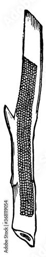 Pearly Underwing Moth or Peridroma saucia, vintage illustration.