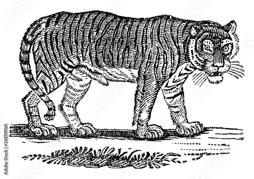 Tiger, vintage illustration.
