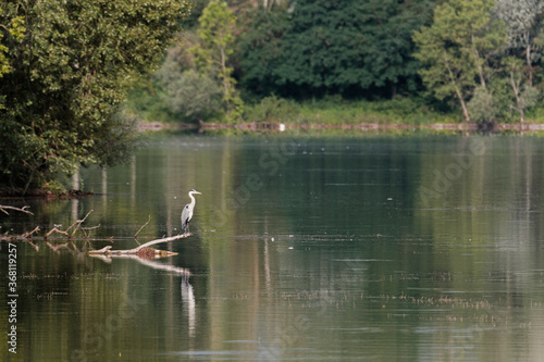 Great white egret on the lake at sunrise