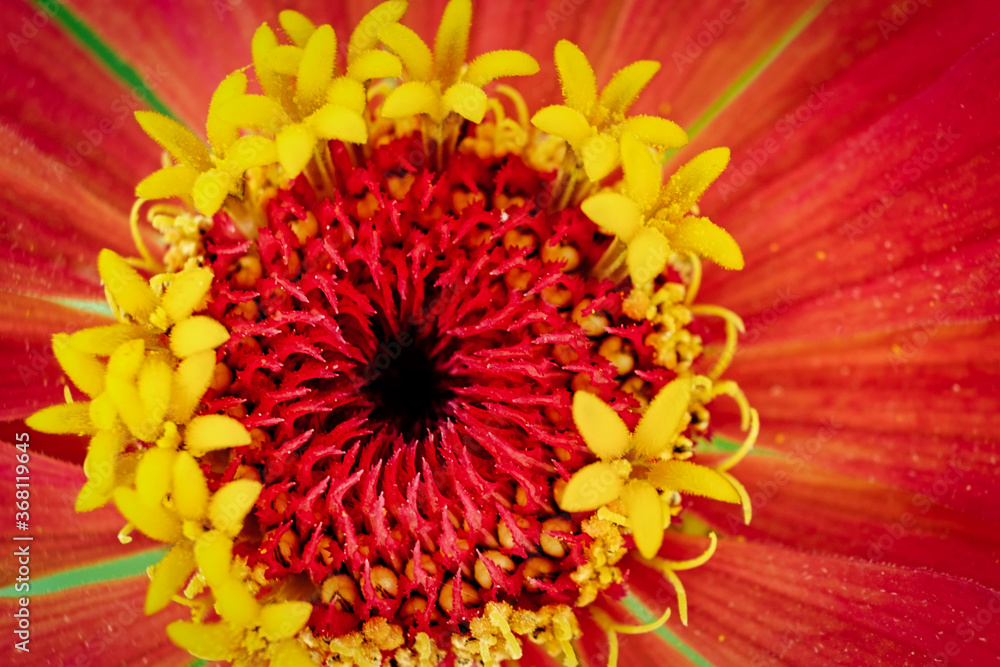 Macro photo top view of the center of the flower with stamens and pollen, copyspace Macro photo top view of the center of the flower with stamens and pollen, copyspace